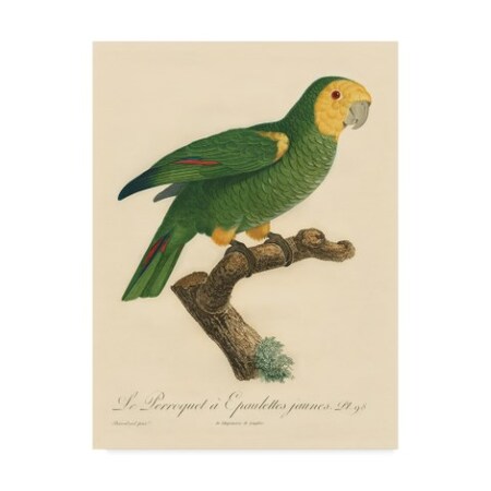 Barraband 'Barraband Parrot' Canvas Art,14x19